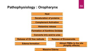 Pathophysiology : Oropharynx
Heat
Denaturation of proteins
Complement Activation
Histamine release
Formation of Xanthine Oxidase
Converts Uric acid to urea
Release of O2 free radicals
Edema formation
Release of Eicosanoids
Attract PMNs to the site
(Amplify effects)
Massive Edema
59
 