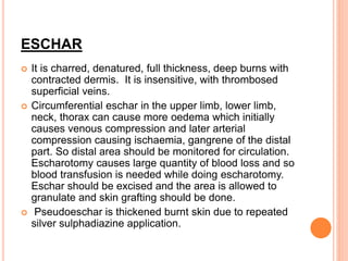 ESCHAR
 It is charred, denatured, full thickness, deep burns with
contracted dermis. It is insensitive, with thrombosed
superficial veins.
 Circumferential eschar in the upper limb, lower limb,
neck, thorax can cause more oedema which initially
causes venous compression and later arterial
compression causing ischaemia, gangrene of the distal
part. So distal area should be monitored for circulation.
Escharotomy causes large quantity of blood loss and so
blood transfusion is needed while doing escharotomy.
Eschar should be excised and the area is allowed to
granulate and skin grafting should be done.
 Pseudoeschar is thickened burnt skin due to repeated
silver sulphadiazine application.
 