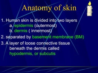 Anatomy of skin
1. Human skin is divided into two layers
a. epidermis (outermost)
b. dermis ( innermost)
2. separated by basement membrane (BM)
3. A layer of loose connective tissue
beneath the dermis called
hypodermis, or subcutis
 