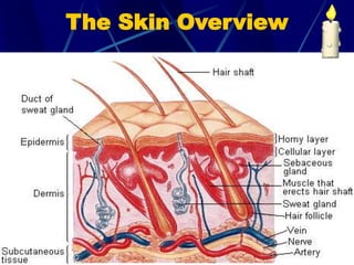 The Skin Overview
 