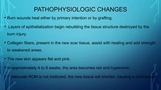 PATHOPHYSIOLOGIC CHANGES
• Burn wounds heal either by primary intention or by grafting.
• Layers of epithelialization begin rebuilding the tissue structure destroyed by the
burn injury.
• Collagen fibers, present in the new scar tissue, assist with healing and add strength
to weakened areas.
• The new skin appears flat and pink.
• In approximately 4 to 6 weeks, the area becomes red and hyperemic.
• If adequate ROM is not instituted, the new tissue will shorten, causing a contracture.
 