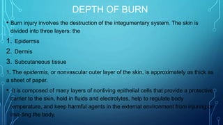 DEPTH OF BURN
• Burn injury involves the destruction of the integumentary system. The skin is
divided into three layers: the
1. Epidermis
2. Dermis
3. Subcutaneous tissue
1. The epidermis, or nonvascular outer layer of the skin, is approximately as thick as
a sheet of paper.
• It is composed of many layers of nonliving epithelial cells that provide a protective
barrier to the skin, hold in fluids and electrolytes, help to regulate body
temperature, and keep harmful agents in the external environment from injuring or
invading the body.
 