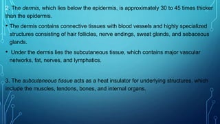 2. The dermis, which lies below the epidermis, is approximately 30 to 45 times thicker
than the epidermis.
• The dermis contains connective tissues with blood vessels and highly specialized
structures consisting of hair follicles, nerve endings, sweat glands, and sebaceous
glands.
• Under the dermis lies the subcutaneous tissue, which contains major vascular
networks, fat, nerves, and lymphatics.
3. The subcutaneous tissue acts as a heat insulator for underlying structures, which
include the muscles, tendons, bones, and internal organs.
 