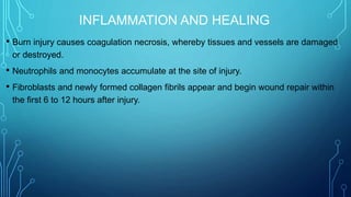 INFLAMMATION AND HEALING
• Burn injury causes coagulation necrosis, whereby tissues and vessels are damaged
or destroyed.
• Neutrophils and monocytes accumulate at the site of injury.
• Fibroblasts and newly formed collagen fibrils appear and begin wound repair within
the first 6 to 12 hours after injury.
 