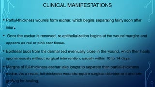 CLINICAL MANIFESTATIONS
• Partial-thickness wounds form eschar, which begins separating fairly soon after
injury.
• Once the eschar is removed, re-epithelialization begins at the wound margins and
appears as red or pink scar tissue.
• Epithelial buds from the dermal bed eventually close in the wound, which then heals
spontaneously without surgical intervention, usually within 10 to 14 days.
• Margins of full-thickness eschar take longer to separate than partial-thickness
eschar. As a result, full-thickness wounds require surgical debridement and skin
grafting for healing.
 