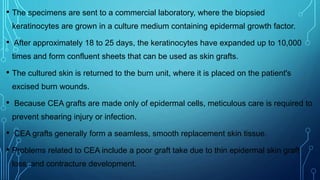 • The specimens are sent to a commercial laboratory, where the biopsied
keratinocytes are grown in a culture medium containing epidermal growth factor.
• After approximately 18 to 25 days, the keratinocytes have expanded up to 10,000
times and form confluent sheets that can be used as skin grafts.
• The cultured skin is returned to the burn unit, where it is placed on the patient's
excised burn wounds.
• Because CEA grafts are made only of epidermal cells, meticulous care is required to
prevent shearing injury or infection.
• CEA grafts generally form a seamless, smooth replacement skin tissue.
• Problems related to CEA include a poor graft take due to thin epidermal skin graft
loss, and contracture development.
 