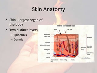 Skin Anatomy
• Skin - largest organ of
the body
• Two distinct layers :
– Epidermis
– Dermis
 