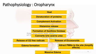 54
Pathophysiology : Oropharynx
Heat
Denaturation of proteins
Complement Activation
Histamine release
Formation of Xanthine Oxidase
Converts Uric acid to urea
Release of O2 free radicals
Edema formation
Release of Eicosanoids
Attract PMNs to the site (Amplify
effects)
Massive Edema
 