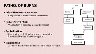 PATHO. OF BURNS:
• Initial Hemostatic response
-Coagulation & microvascular constriction
• Resuscitative Phase
-Vasodilation & capillary leaking (weeping)
• Epithelization
-Restoration of fluid balance, temp. regulation,
& microbial barrier FX (skin integrity).
• Fibrogenesis
-Associated with wound appearance & tissue strength.
 