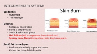 INTEGUMENTARY SYSTEM:
Epidermis:
• Outermost
• Thinnest layer
Dermis:
• Collagen / elastic fibers
• Blood & lymph vessels
• Sweat & sebaceous glands
• Hair follicles (will not regenerate if scar tissue forms).
• Sensory nerve fibers (temperature, pain, touch receptors).
SubQ fat tissue layer:
• Binds dermis to body organs and tissue
• Connective tissue & fat deposits
 