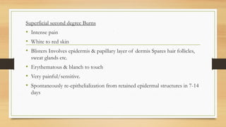 ,
Superficial second degree Burns
• Intense pain
• White to red skin
• Blisters Involves epidermis & papillary layer of dermis Spares hair follicles,
sweat glands etc.
• Erythematous & blanch to touch
• Very painful/sensitive.
• Spontaneously re-epithelialization from retained epidermal structures in 7-14
days
 