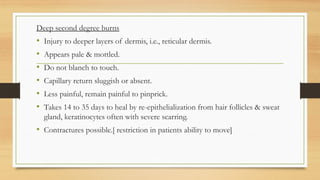 .
Deep second degree burns
• Injury to deeper layers of dermis, i.e., reticular dermis.
• Appears pale & mottled.
• Do not blanch to touch.
• Capillary return sluggish or absent.
• Less painful, remain painful to pinprick.
• Takes 14 to 35 days to heal by re-epithelialization from hair follicles & sweat
gland, keratinocytes often with severe scarring.
• Contractures possible.[ restriction in patients ability to move]
 