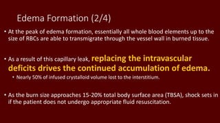 Edema Formation (2/4)
• At the peak of edema formation, essentially all whole blood elements up to the
size of RBCs are able to transmigrate through the vessel wall in burned tissue.
• As a result of this capillary leak, replacing the intravascular
deficits drives the continued accumulation of edema.
• Nearly 50% of infused crystalloid volume lost to the interstitium.
• As the burn size approaches 15-20% total body surface area (TBSA), shock sets in
if the patient does not undergo appropriate fluid resuscitation.
 