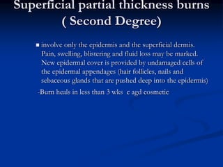 Superficial partial thickness burns
( Second Degree)
 involve only the epidermis and the superficial dermis.
Pain, swelling, blistering and fluid loss may be marked.
New epidermal cover is provided by undamaged cells of
the epidermal appendages (hair follicles, nails and
sebaceous glands that are pushed deep into the epidermis)
-Burn heals in less than 3 wks c agd cosmetic
 