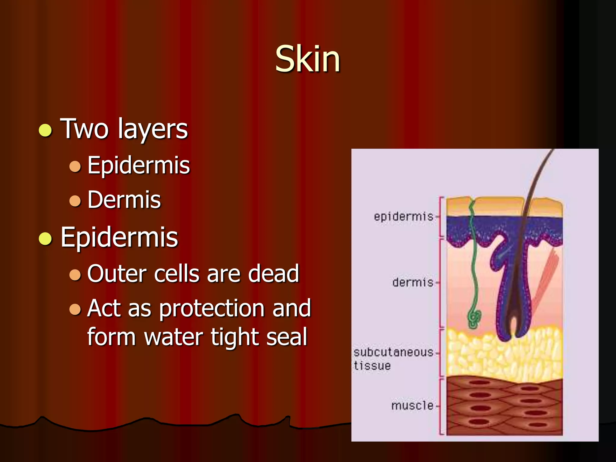 Skin
 Two layers
 Epidermis
 Dermis
 Epidermis
 Outer cells are dead
 Act as protection and
form water tight seal
 