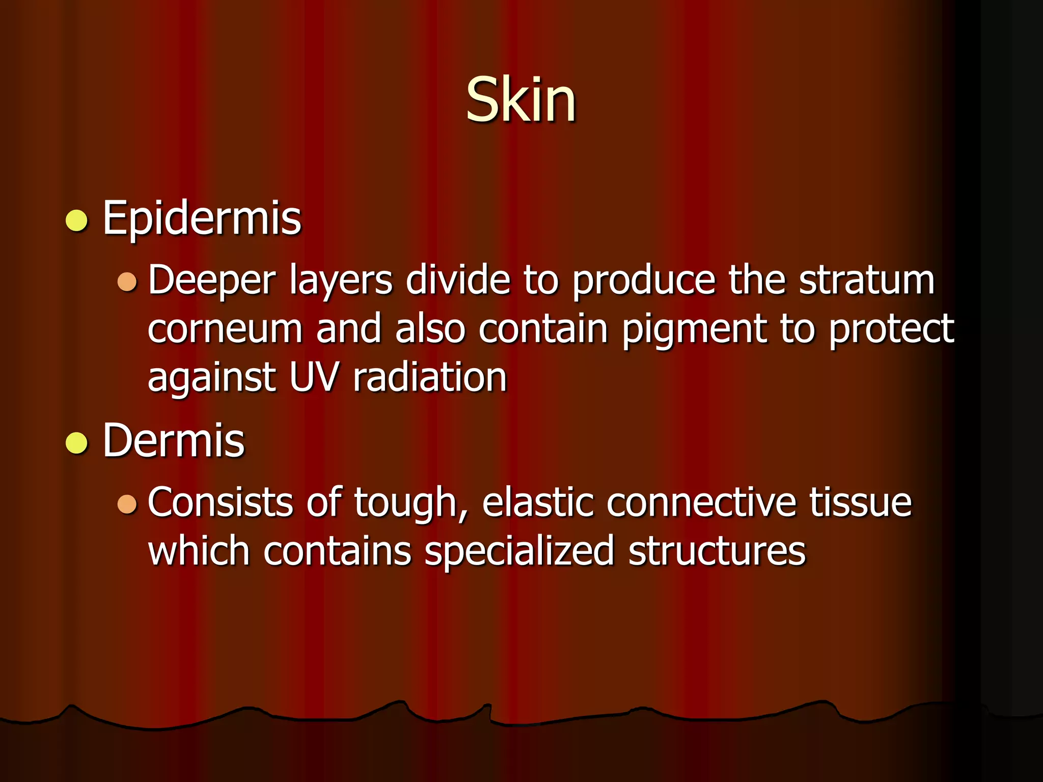 Skin
 Epidermis
 Deeper layers divide to produce the stratum
corneum and also contain pigment to protect
against UV radiation
 Dermis
 Consists of tough, elastic connective tissue
which contains specialized structures
 
