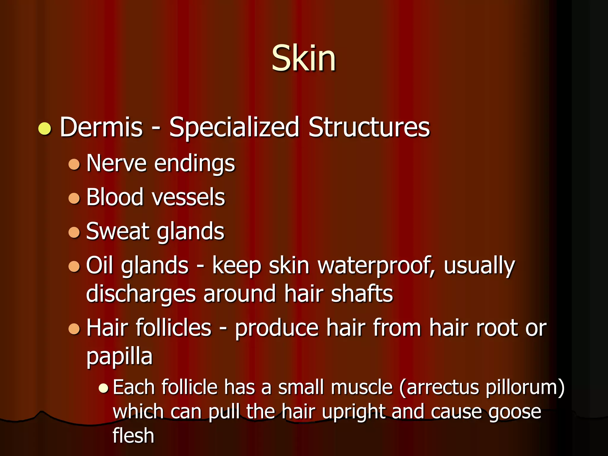 Skin
 Dermis - Specialized Structures
 Nerve endings
 Blood vessels
 Sweat glands
 Oil glands - keep skin waterproof, usually
discharges around hair shafts
 Hair follicles - produce hair from hair root or
papilla
 Each follicle has a small muscle (arrectus pillorum)
which can pull the hair upright and cause goose
flesh
 