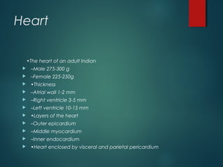 Heart
•The heart of an adult Indian
 –Male 275-300 g
 –Female 225-250g
 •Thickness
 –Atrial wall 1-2 mm
 –Right ventricle 3-5 mm
 –Left ventricle 10-15 mm
 •Layers of the heart
 –Outer epicardium
 –Middle myocardium
 –Inner endocardium
 •Heart enclosed by visceral and parietal pericardium
 