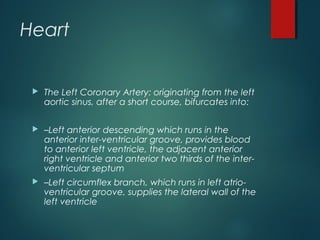 Heart
 The Left Coronary Artery: originating from the left
aortic sinus, after a short course, bifurcates into:
 –Left anterior descending which runs in the
anterior inter-ventricular groove, provides blood
to anterior left ventricle, the adjacent anterior
right ventricle and anterior two thirds of the inter-
ventricular septum
 –Left circumflex branch, which runs in left atrio-
ventricular groove, supplies the lateral wall of the
left ventricle
 