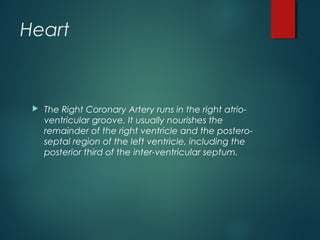 Heart
 The Right Coronary Artery runs in the right atrio-
ventricular groove. It usually nourishes the
remainder of the right ventricle and the postero-
septal region of the left ventricle, including the
posterior third of the inter-ventricular septum.
 