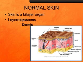 NORMAL SKIN
• Skin is a bilayer organ
• Layers:Epidermis
Dermis
 