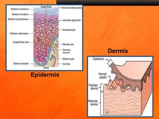Epidermis
Dermis
 