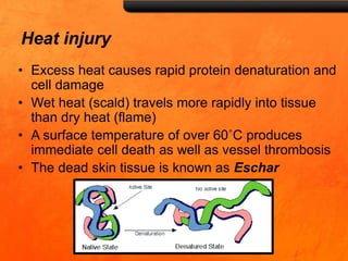Heat injury
• Excess heat causes rapid protein denaturation and
cell damage
• Wet heat (scald) travels more rapidly into tissue
than dry heat (flame)
• A surface temperature of over 60˚C produces
immediate cell death as well as vessel thrombosis
• The dead skin tissue is known as Eschar
 