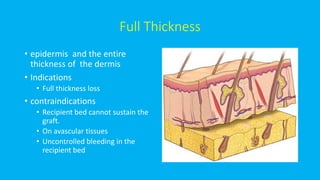 Full Thickness
• epidermis and the entire
thickness of the dermis
• Indications
• Full thickness loss
• contraindications
• Recipient bed cannot sustain the
graft.
• On avascular tissues
• Uncontrolled bleeding in the
recipient bed
 