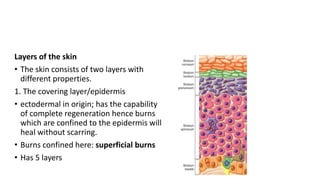 Layers of the skin
• The skin consists of two layers with
different properties.
1. The covering layer/epidermis
• ectodermal in origin; has the capability
of complete regeneration hence burns
which are confined to the epidermis will
heal without scarring.
• Burns confined here: superficial burns
• Has 5 layers
 