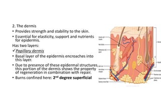 2. The dermis
• Provides strength and stability to the skin.
• Essential for elasticity, support and nutrients
for epidermis.
Has two layers:
Papillary dermis
• Basal layer of the epidermis encroaches into
this layer.
• Due to presence of these epidermal structures,
this portion of the dermis shows the property
of regeneration in combination with repair.
• Burns confined here: 2nd degree superficial
 