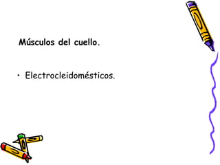 Músculos del cuello. Electrocleidomésticos. 