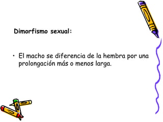 Dimorfismo sexual: El macho se diferencia de la hembra por una prolongación más o menos larga. 