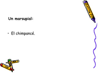 Un marsupial: El chimpancé.  