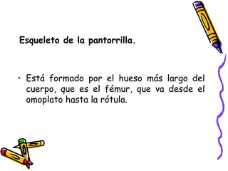 Esqueleto de la pantorrilla. Está formado por el hueso más largo del cuerpo, que es el fémur, que va desde el omoplato hasta la rótula. 