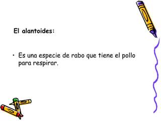El alantoides: Es una especie de rabo que tiene el pollo para respirar. 