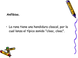 Anfibios. La rana tiene una hendidura cloacal, por la cual lanza el típico sonido "cloac, cloac". 