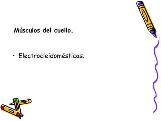 Músculos del cuello. Electrocleidomésticos. 