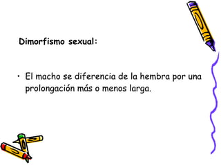 Dimorfismo sexual: El macho se diferencia de la hembra por una prolongación más o menos larga. 