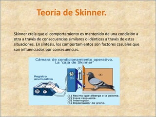 Teoría de Skinner.
Skinner creía que el comportamiento es mantenido de una condición a
otra a través de consecuencias similares o idénticas a través de estas
situaciones. En síntesis, los comportamientos son factores casuales que
son influenciados por consecuencias.
 