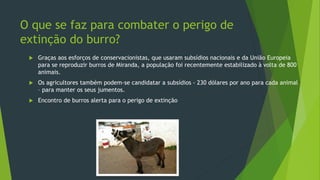 O que se faz para combater o perigo de
extinção do burro?
 Graças aos esforços de conservacionistas, que usaram subsídios nacionais e da União Europeia
para se reproduzir burros de Miranda, a população foi recentemente estabilizado à volta de 800
animais.
 Os agricultores também podem-se candidatar a subsídios - 230 dólares por ano para cada animal
– para manter os seus jumentos.
 Encontro de burros alerta para o perigo de extinção
 