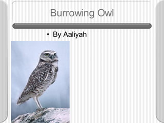 Burrowing Owl ,[object Object]