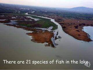 There are 21 species of fish in the lake 
 