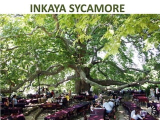 INKAYA SYCAMORE 
 
