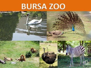 BURSA ZOO 
 