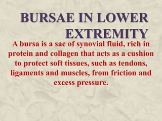 BURSAE IN LOWER
EXTREMITY
A bursa is a sac of synovial fluid, rich in
protein and collagen that acts as a cushion
to protect soft tissues, such as tendons,
ligaments and muscles, from friction and
excess pressure.
 