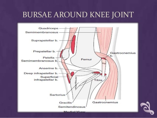 pes anserine bursitis exercises pdf