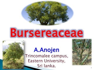 Bursereaceae 
A.Anojen 
1 
 