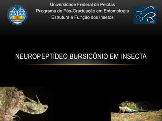 NEUROPEPTÍDEO BURSICÔNIO EM INSECTA
Universidade Federal de Pelotas
Programa de Pós-Graduação em Entomologia
Estrutura e Função dos Insetos
 