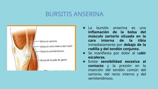 BURSITIS ANSERINA
★ La bursitis anserina es una
inflamación de la bolsa del
músculo sartorio situada en la
cara interna de la tibia
inmediatamente por debajo de la
rodilla y del tendón conjunto.
★ Se manifiesta por dolor al subir
escaleras.
★ Existe sensibilidad excesiva al
contacto y la presión en la
inserción del tendón común del
sartorio, del recto interno y del
semitendinoso.
 