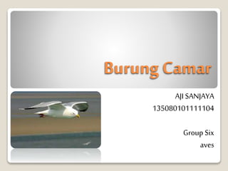 Burung Camar
AJI SANJAYA
135080101111104
Group Six
aves
 